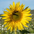 181112 Sonnenblume9